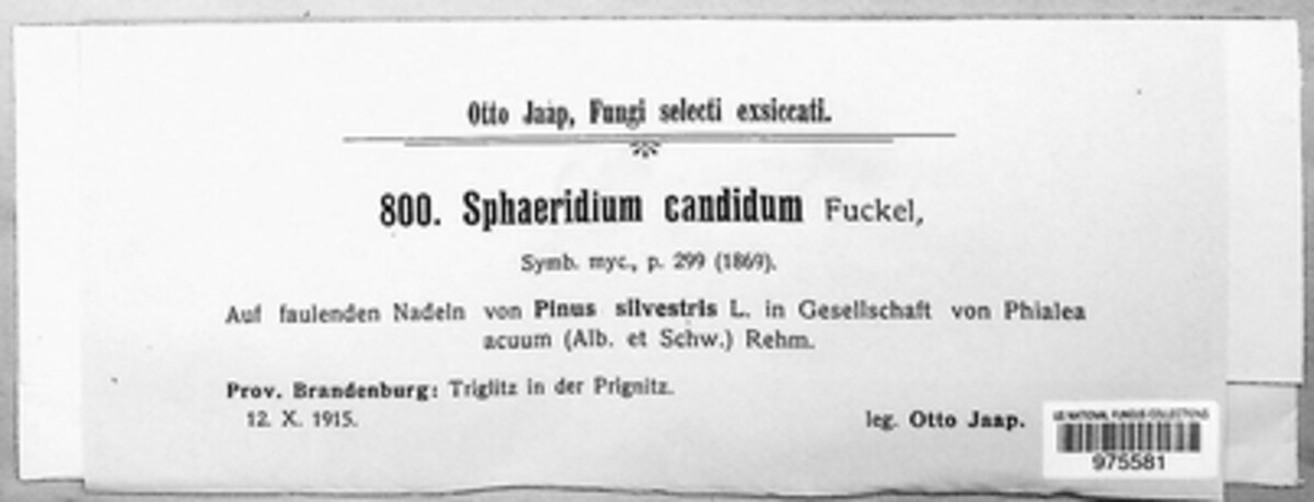 Sphaeridium candidum image